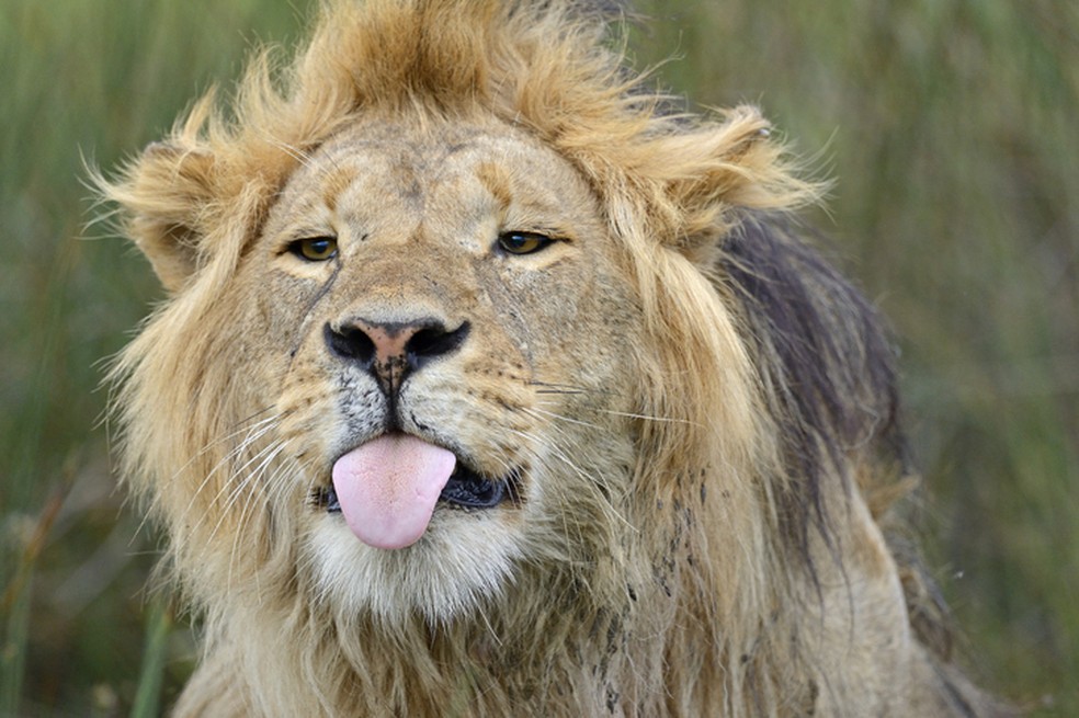 Leão — Foto: GettyImages